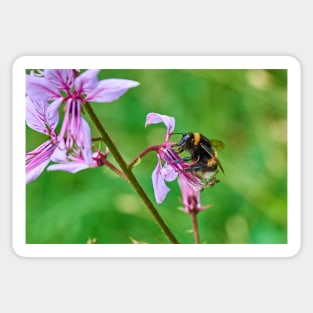 Bumble bee gets stuck in to an orchid Sticker